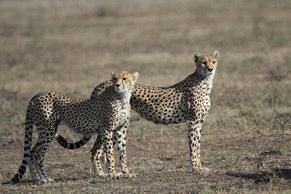 Image number 11 for  Serengeti Wildebeest Migration Safari Experience