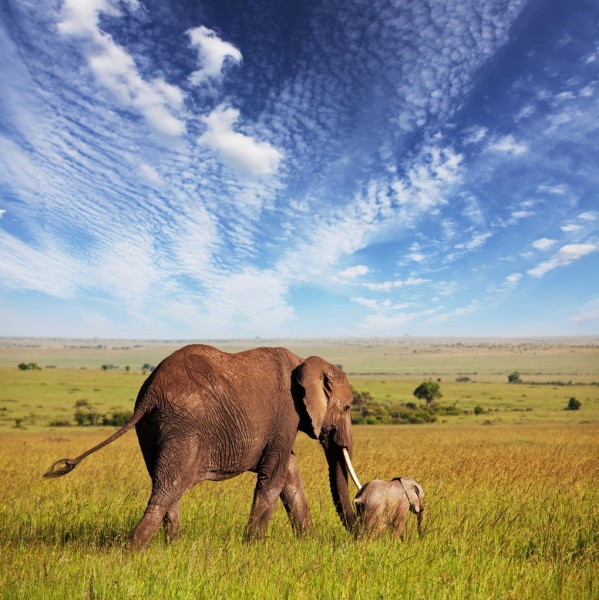 background image for - Tanzania Budget Sharing Safari 