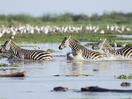 Image number 5 for Ultimate Tanzania Safari Experience