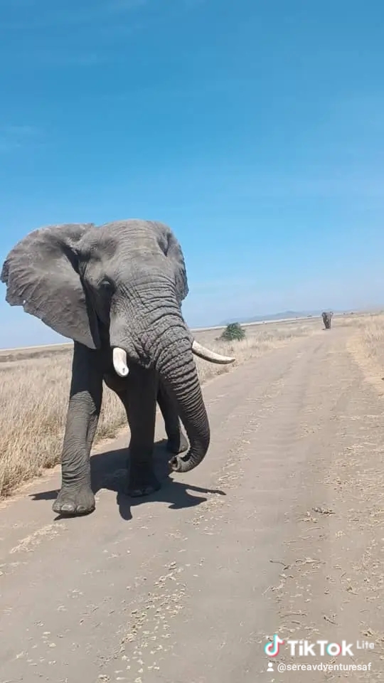 Image number 3 for Ngorongoro Crater And Serengeti National Park Tour 