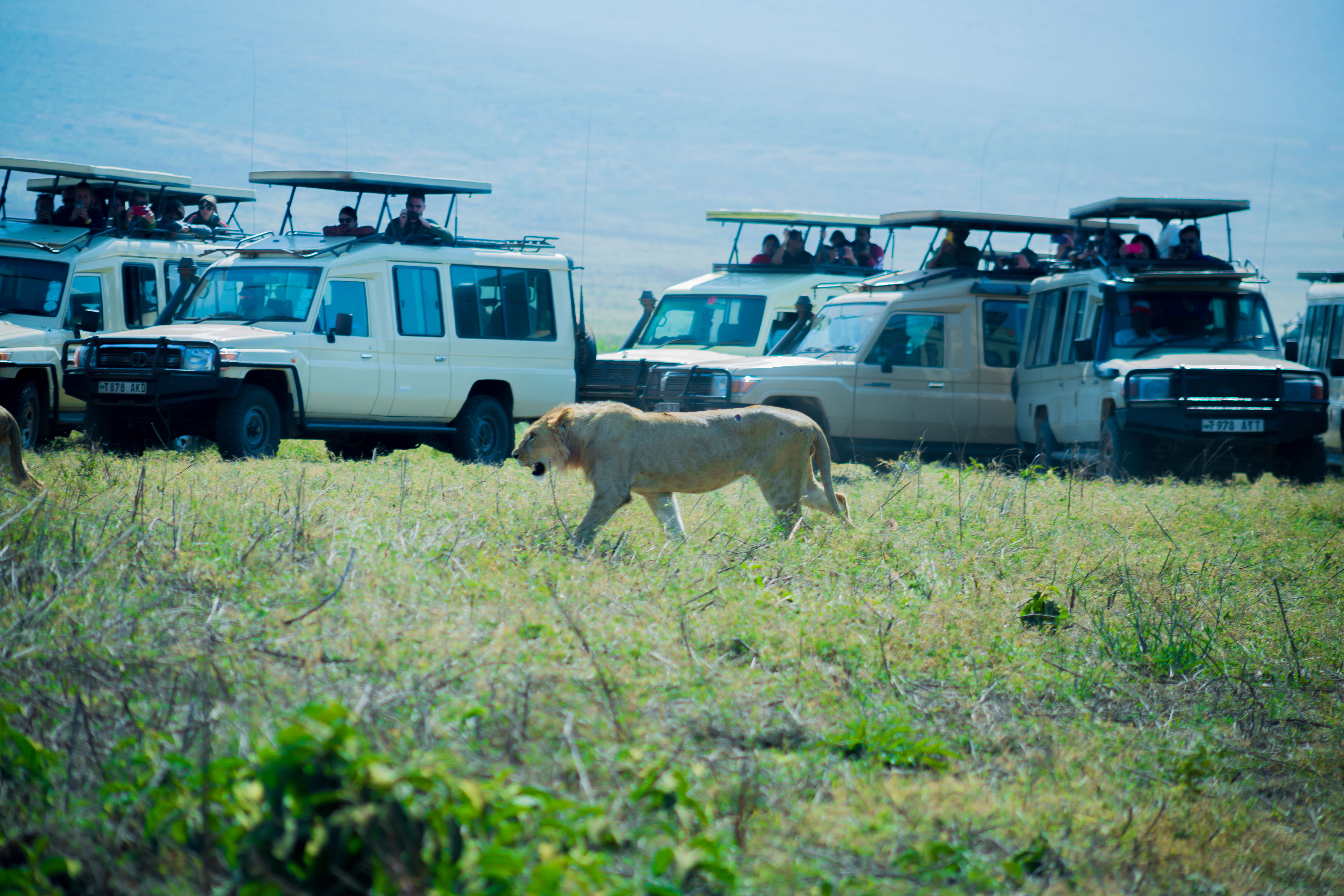 background image for - The Best 4-Day Big Five Safari To Tanzania