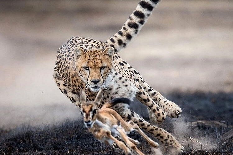 background image for - Tarangire, Serengeti, Ngorongoro, Eyasi & Manyara_safari