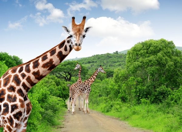 background image for - Tanzania Budget Sharing Safari Tour Package