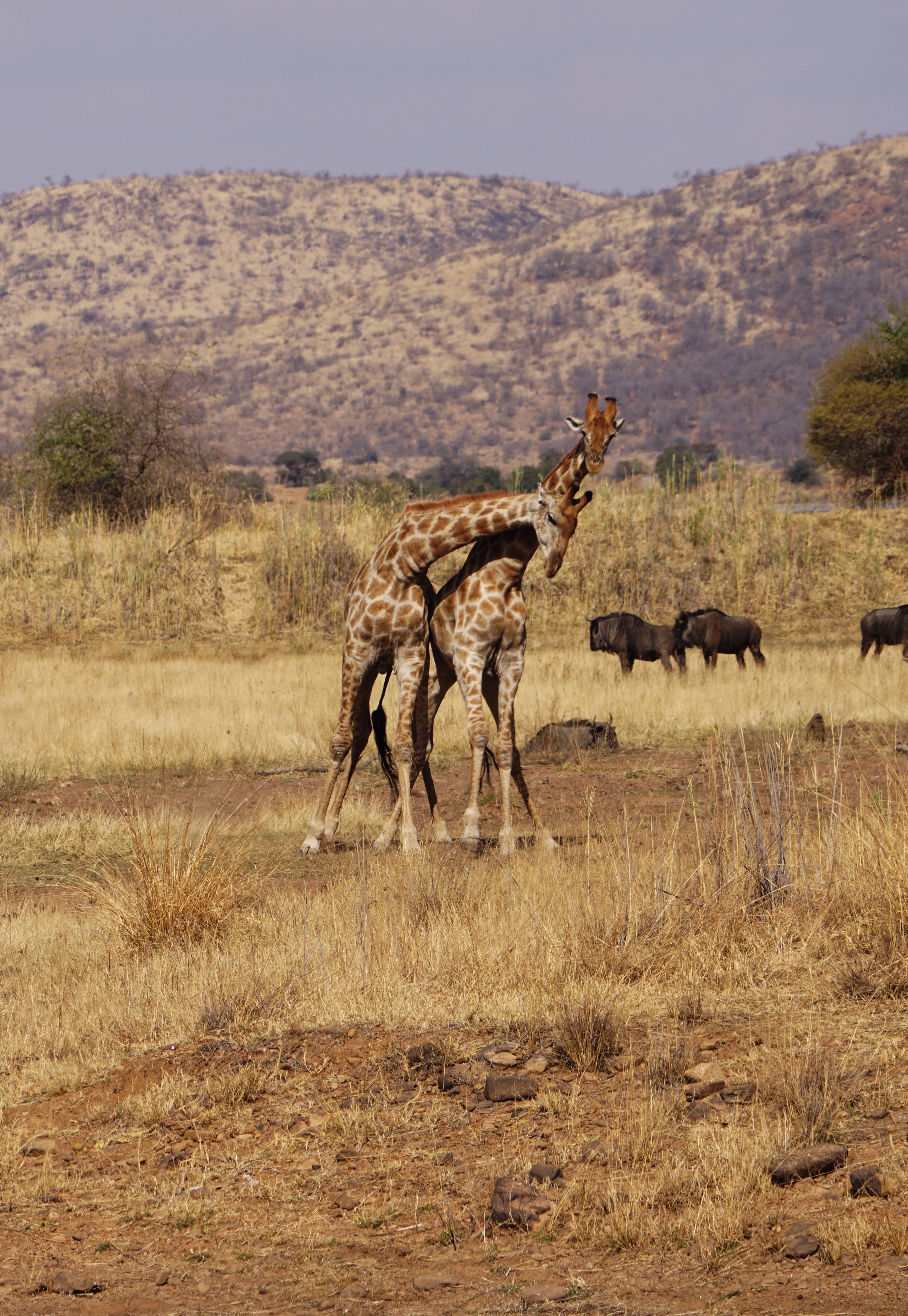 background image for - 2 Days Tanzania luxury Safari Manyara 