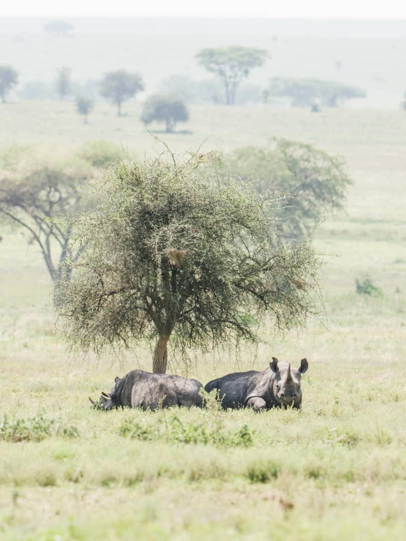 Image number 4 for 10 Days Tanzania Safari & Zanzibar Beach Holiday