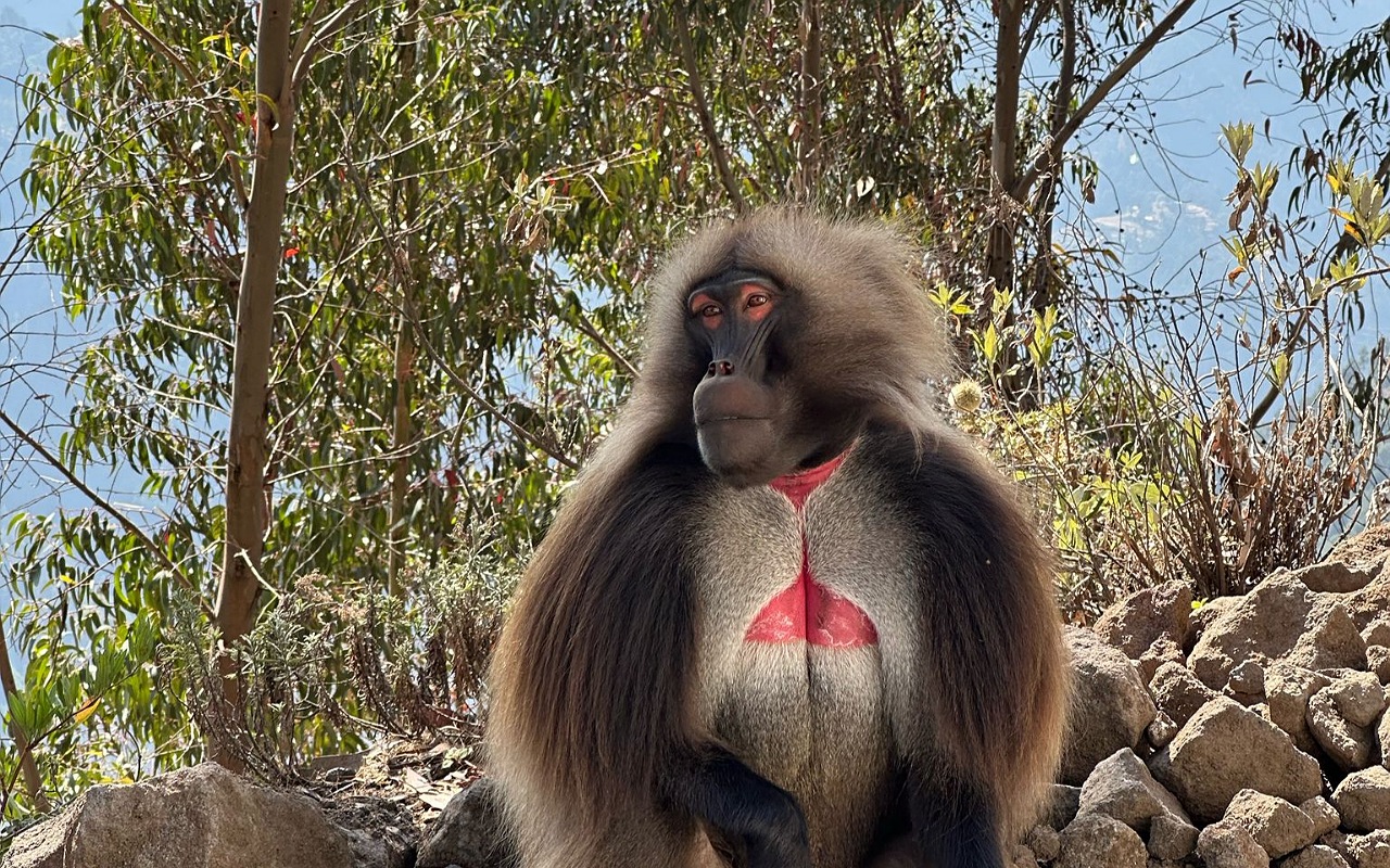 Image number 7 for 12-Day Ethiopia: Tribes, Volcanoes & Wildlife Trek