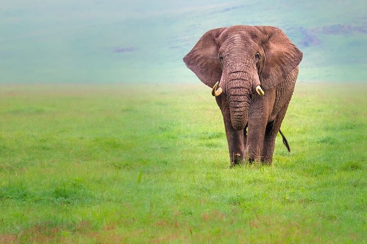 background image for - Tanzania  Safari