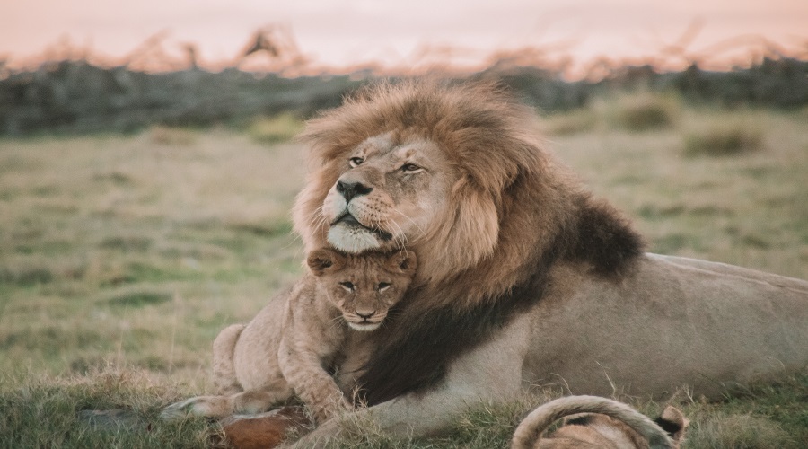 Image number 2 for 5 Days Selous & Mikumi Safari From Dar Es Salaam