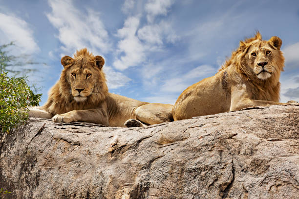 background image for - 3 Days Serengeti & Ngorongoro Safari Adventure