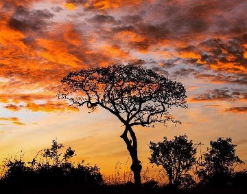Image number 2 for Lake Manyara, Serengeti, Crater & Tarangire Park