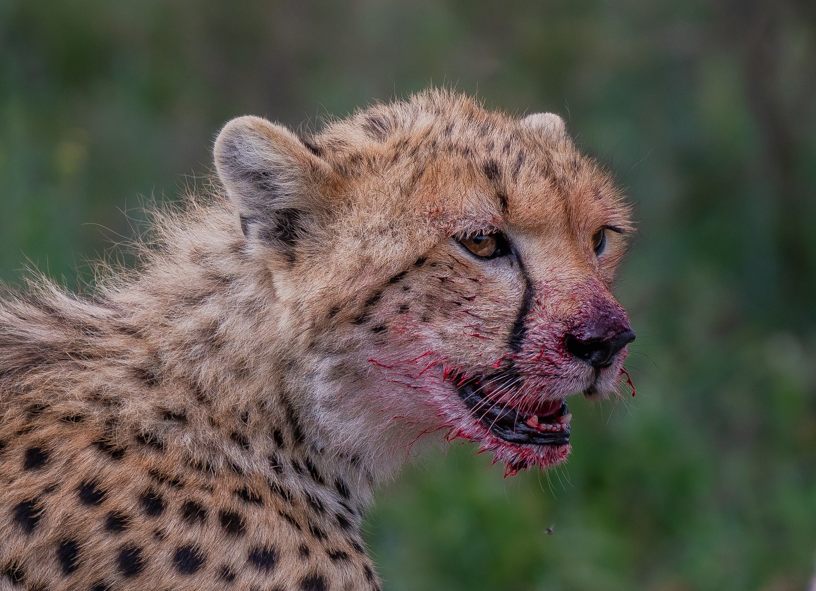 Image number 3 for Tarangire Trip