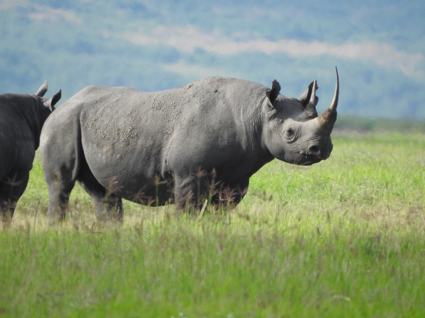 Image number 2 for Wildlife Adventure Tanzania Safari