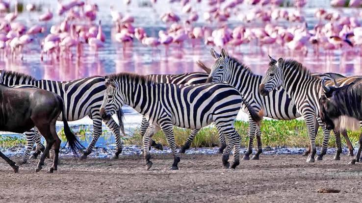 Image number 4 for 4-Day Ngorongoro & Natron (maasai & Flamingos)