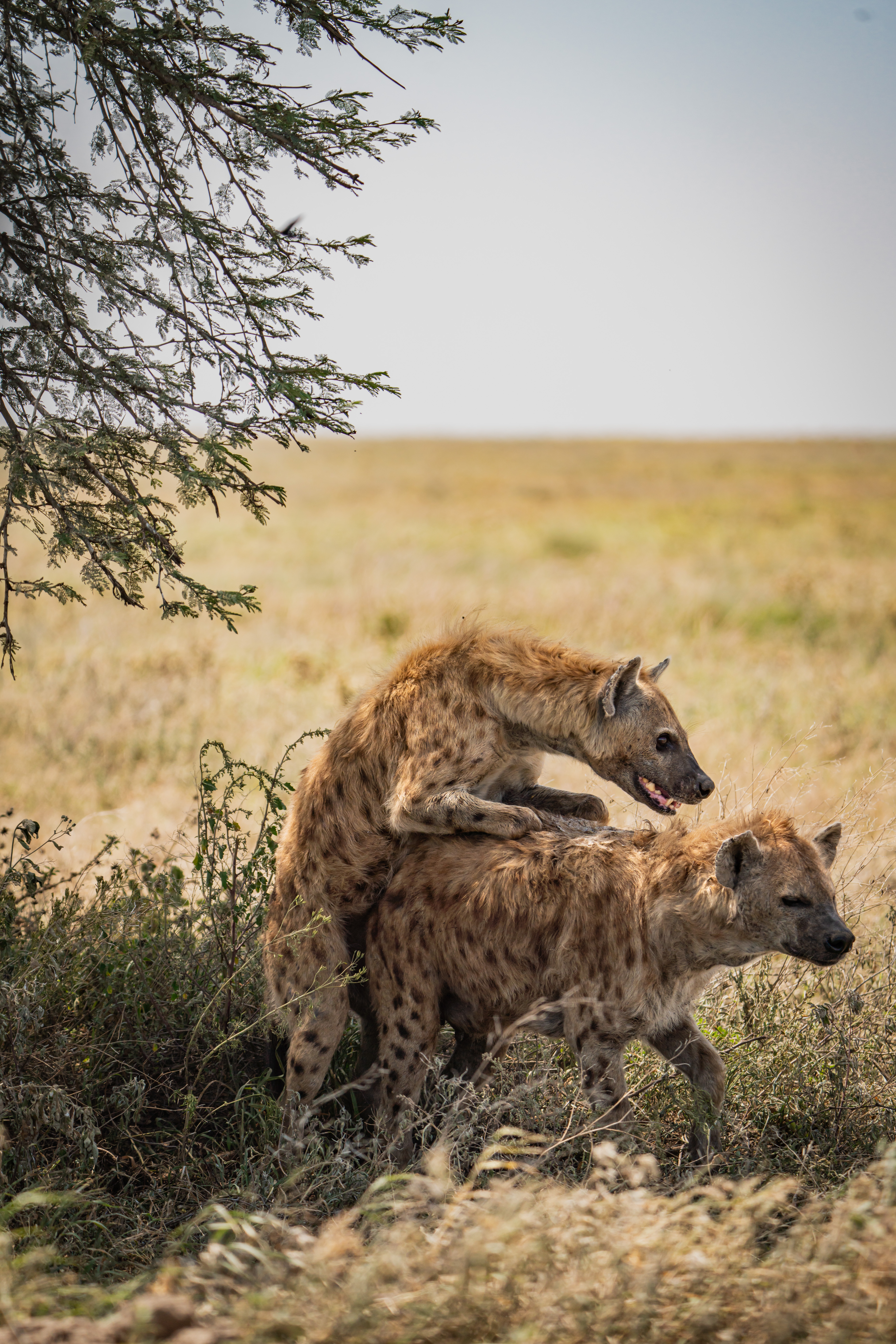 background image for - 5-Day Nyerere & Mikumi National Parks Wildlife Safari