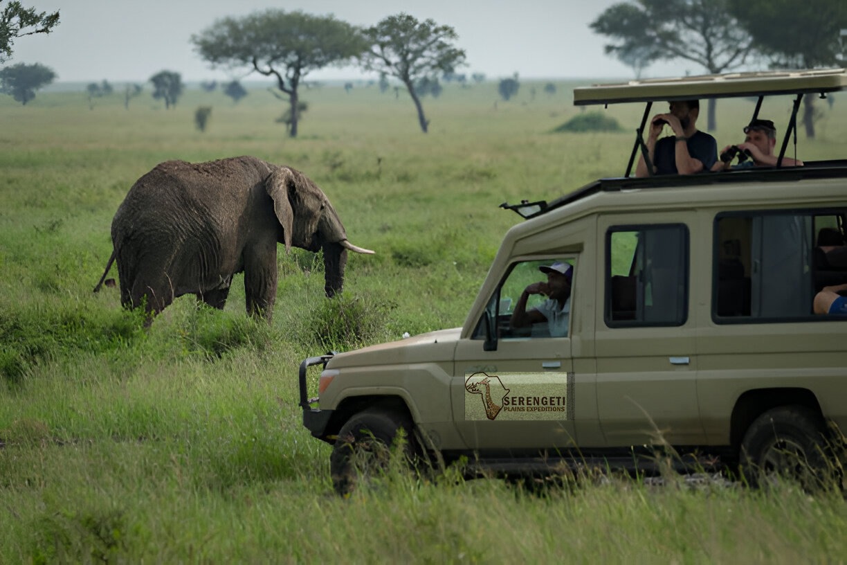 background image for - Arusha Np, Tarangire, Ngorongoro & Manyara_safari
