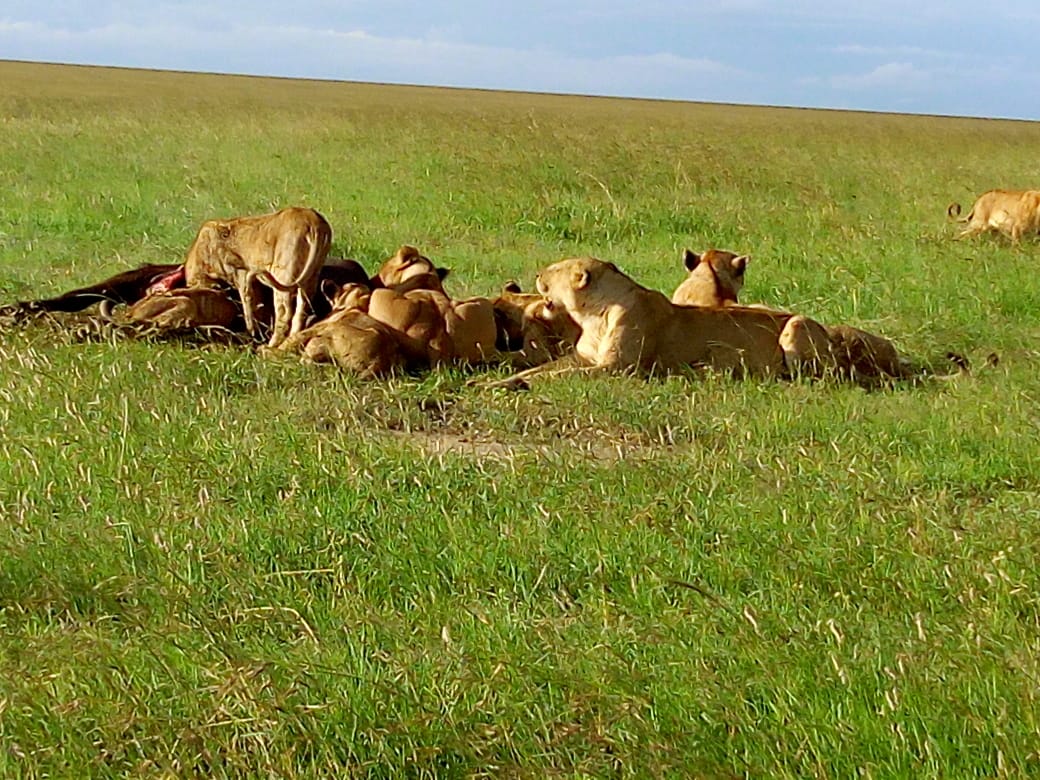 background image for -  Masai Mara Migration Safari