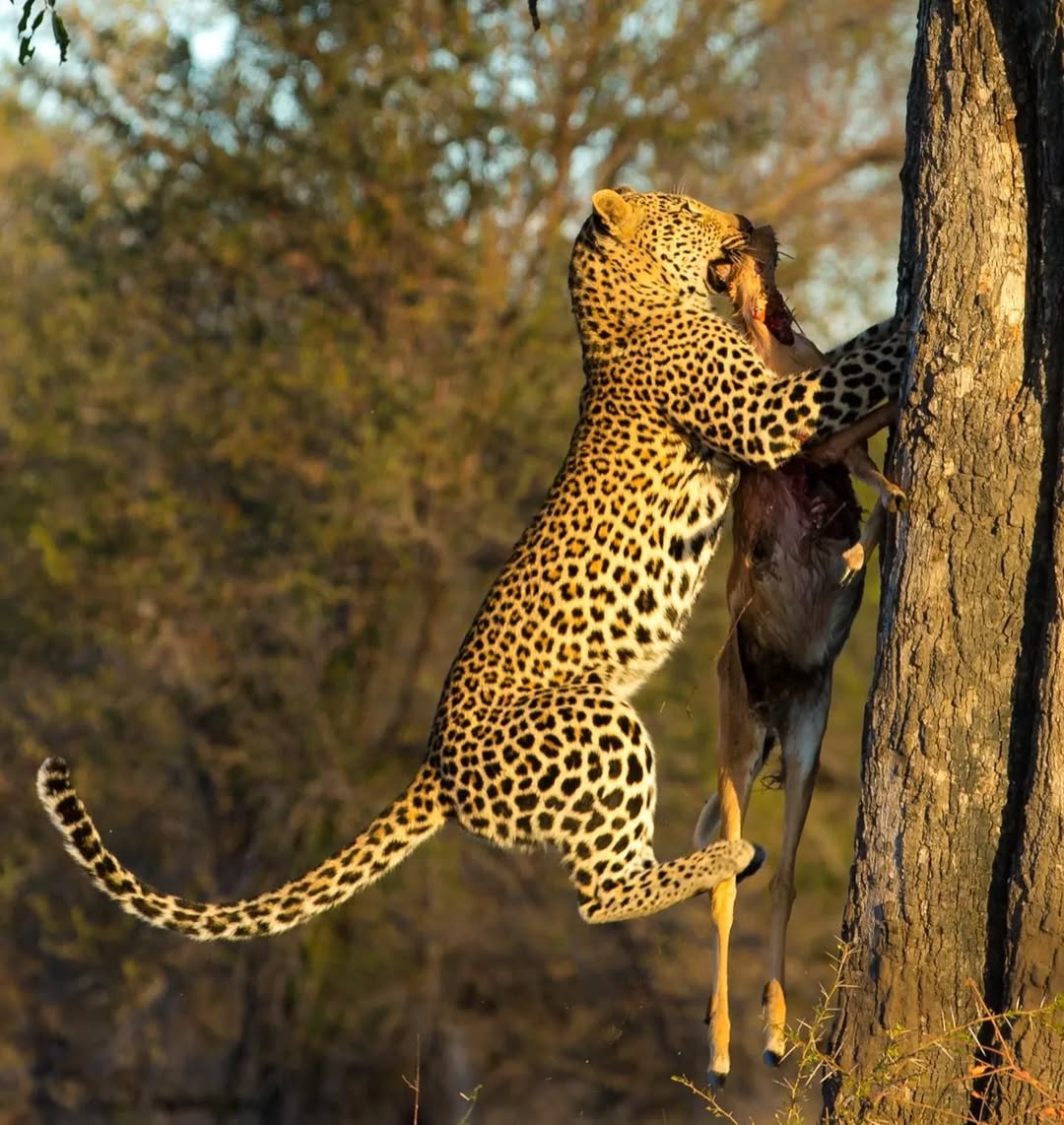 background image for - Affordable Safari From Zanzibar-nyerere National Park