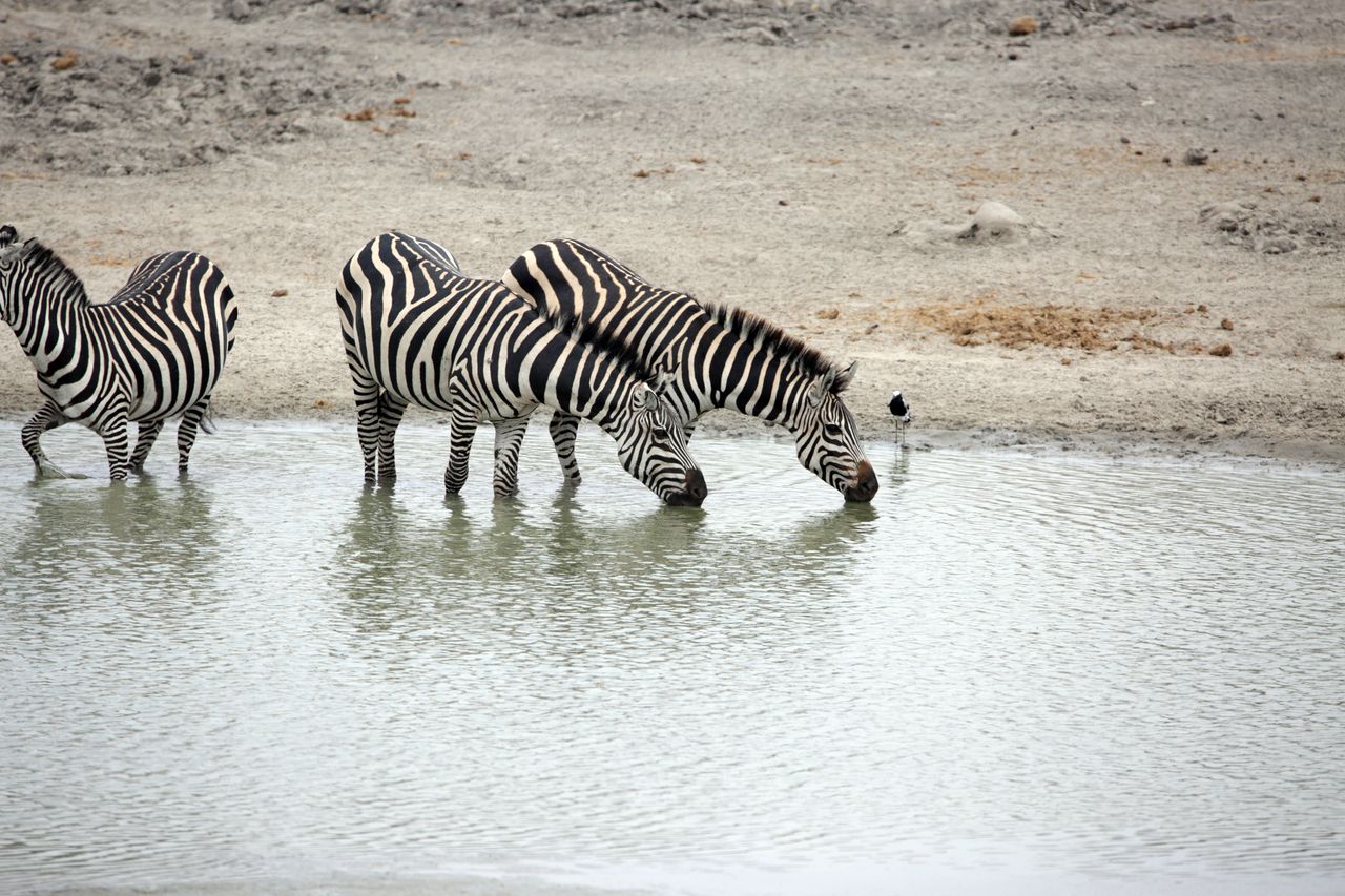 Image number 3 for 5-Days Tanzania Mid-range Safari