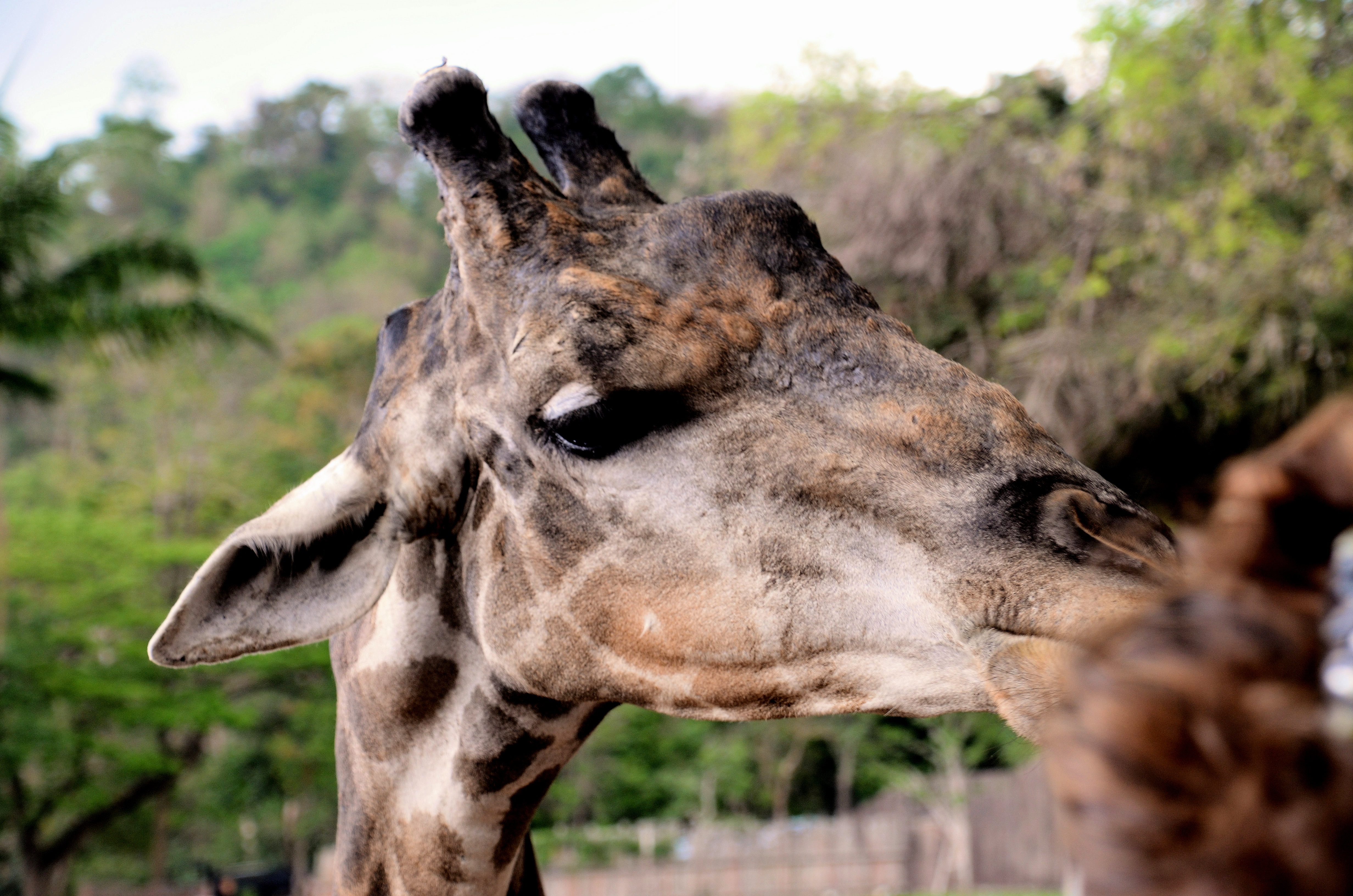 background image for -  5 Days Ndutu Area Serengeti Migration 