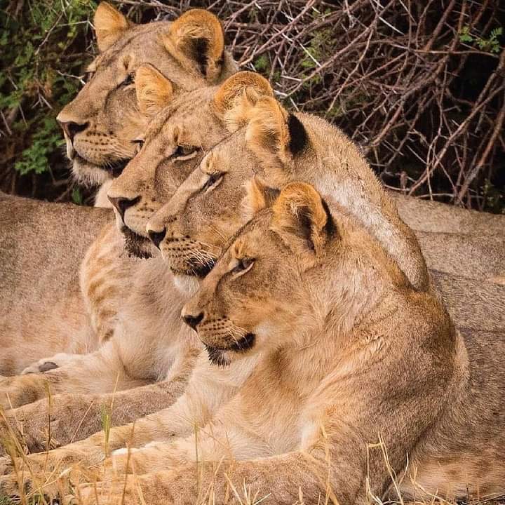 background image for - 14 Days Perfect Combo  Tanzania Safari