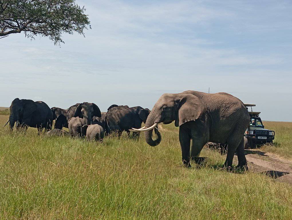 background image for - Safari 8 Days Across Kenya’s Finest Park