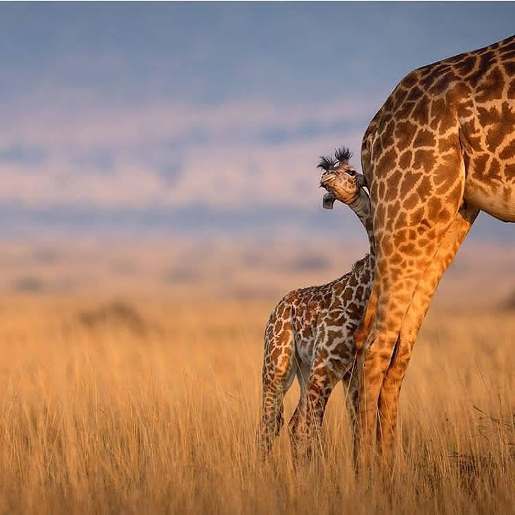 background image for - High-end Tanzania Safari