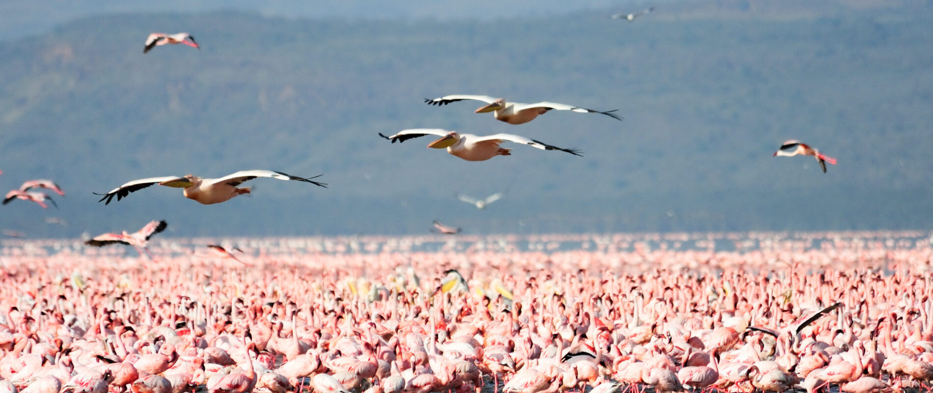 background image for -  Best Day Trip Lake Manyara National Park