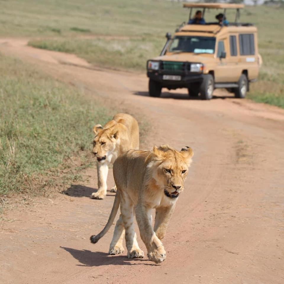 Image number 4 for Tanzania Classic Tours – 3-Day Luxury Safari Experience