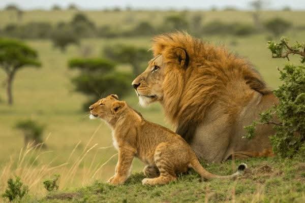 Image number 5 for Tarangire, Serengeti And Ngorongoro Crater