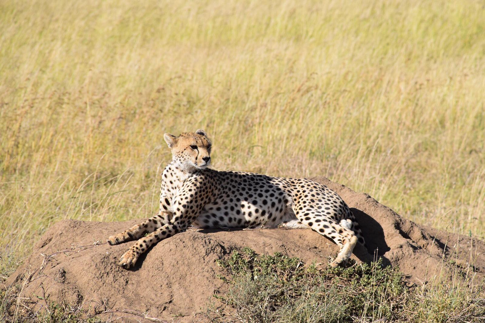 Image number 4 for 1 Day Tanzania Private Safari Package Itinerary