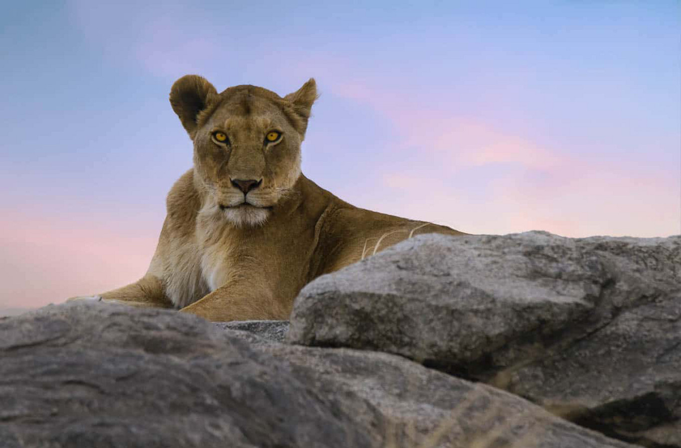 Image number 1 for 5-Days Tanzania Mid-range Safari