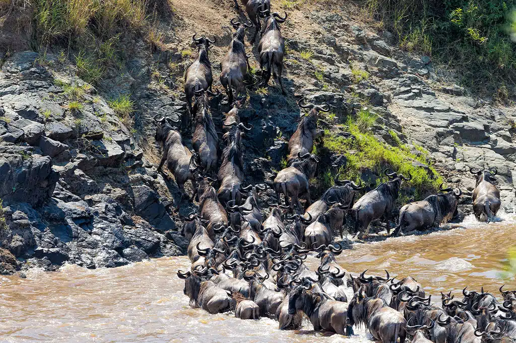 Image number 3 for Tanzania 7 Days Migration Safari
