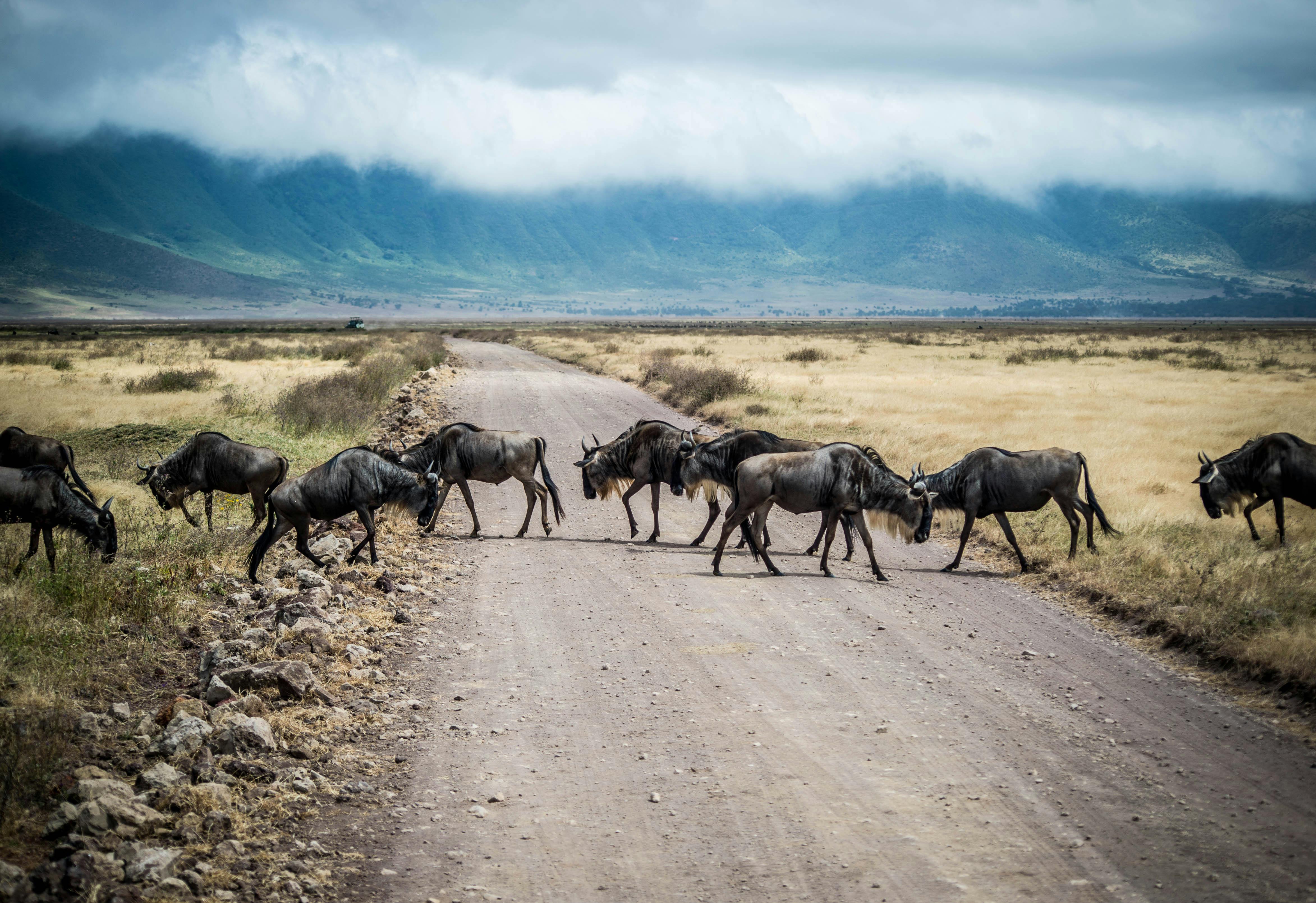 Image number 3 for 4-Day Safari On A Budget