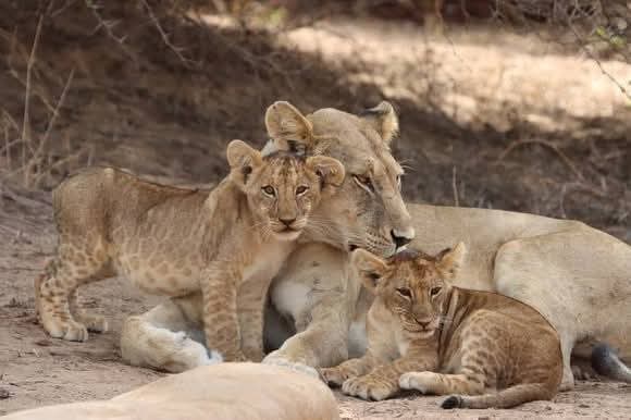 Image number 5 for Witness The Great Migration-northern Serengeti