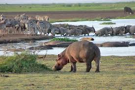 Image number 2 for Tanzania Safari To Arusha N.p & Lake Manyara N.p
