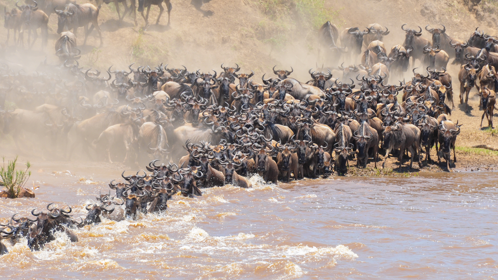 background image for - 10 Days  Wildebeest Migration Crossing Mara River