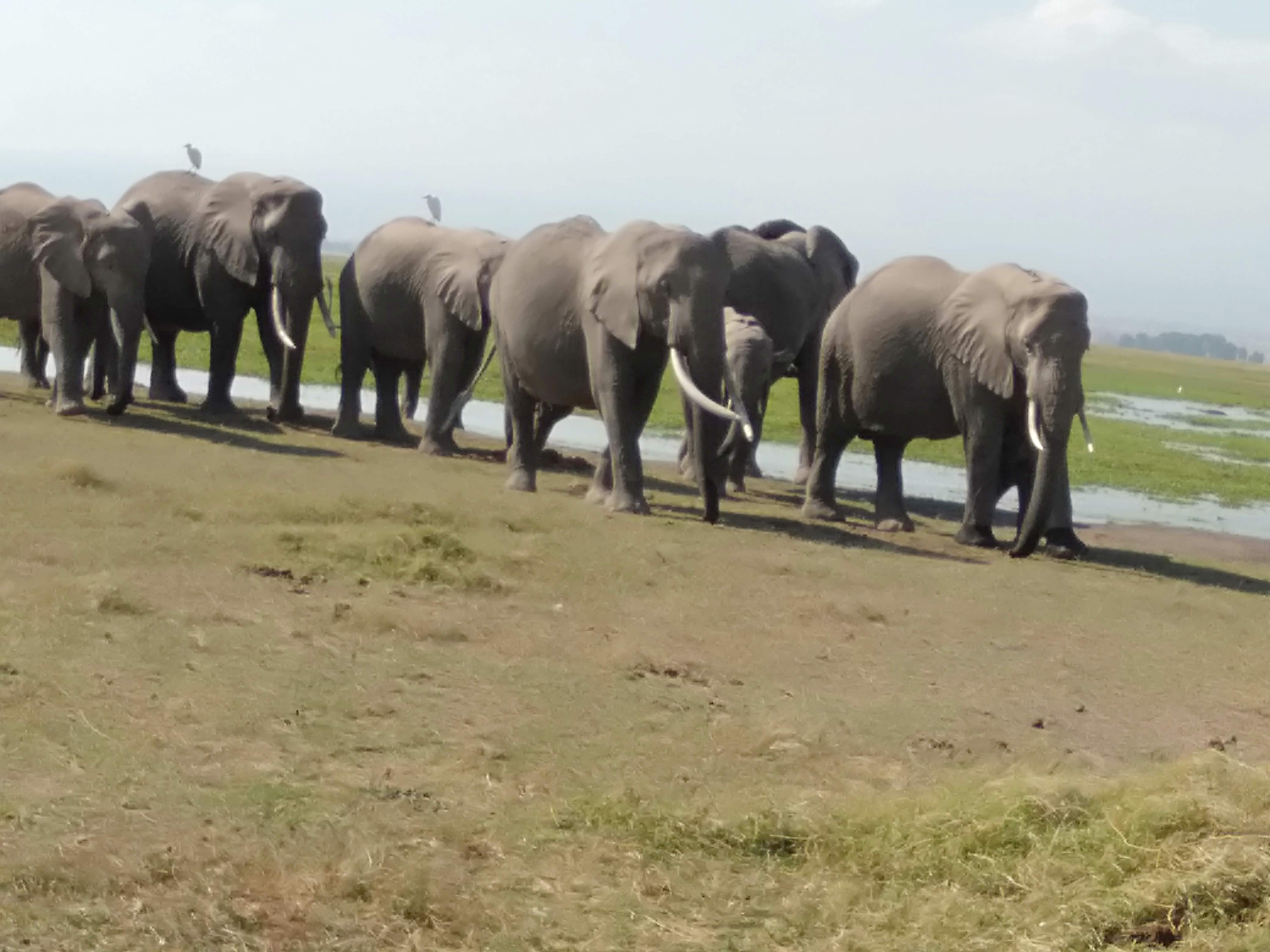 background image for - Maasai Mara/ Lake Nakuru/ Hells Gate / Amboseli 