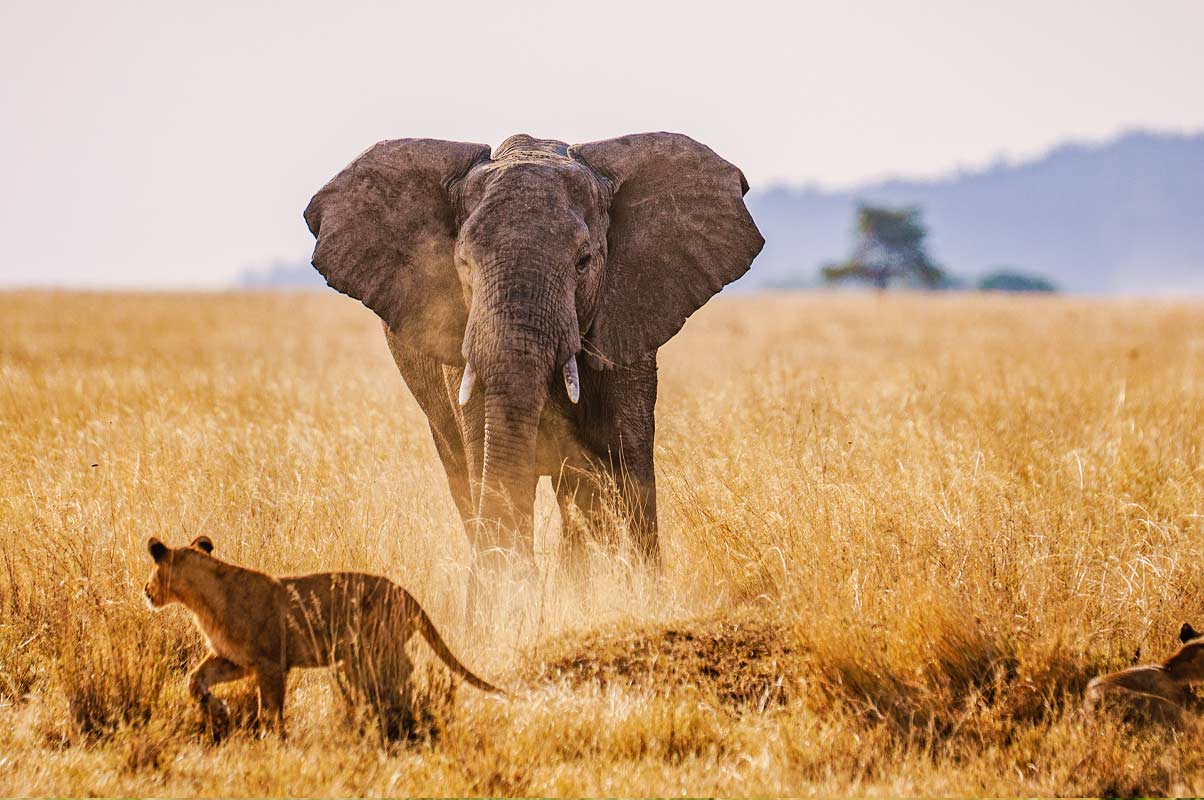 Image number 3 for 5 Days Serengeti Safari Camping Expedition