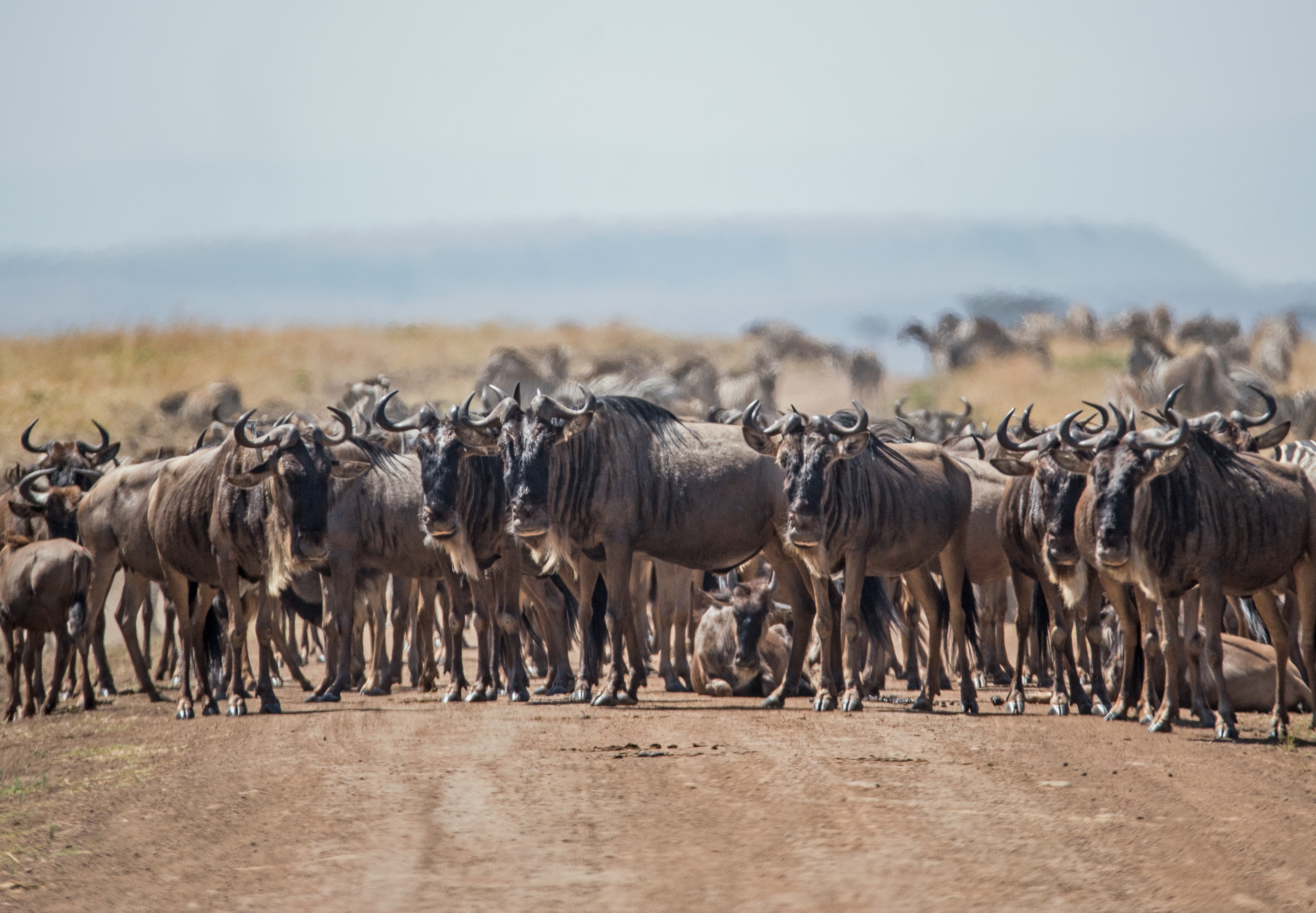 background image for - 6 Days Serengeti Migration Safari 