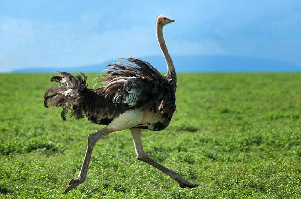 background image for - 4 Days Safari In Tanzania