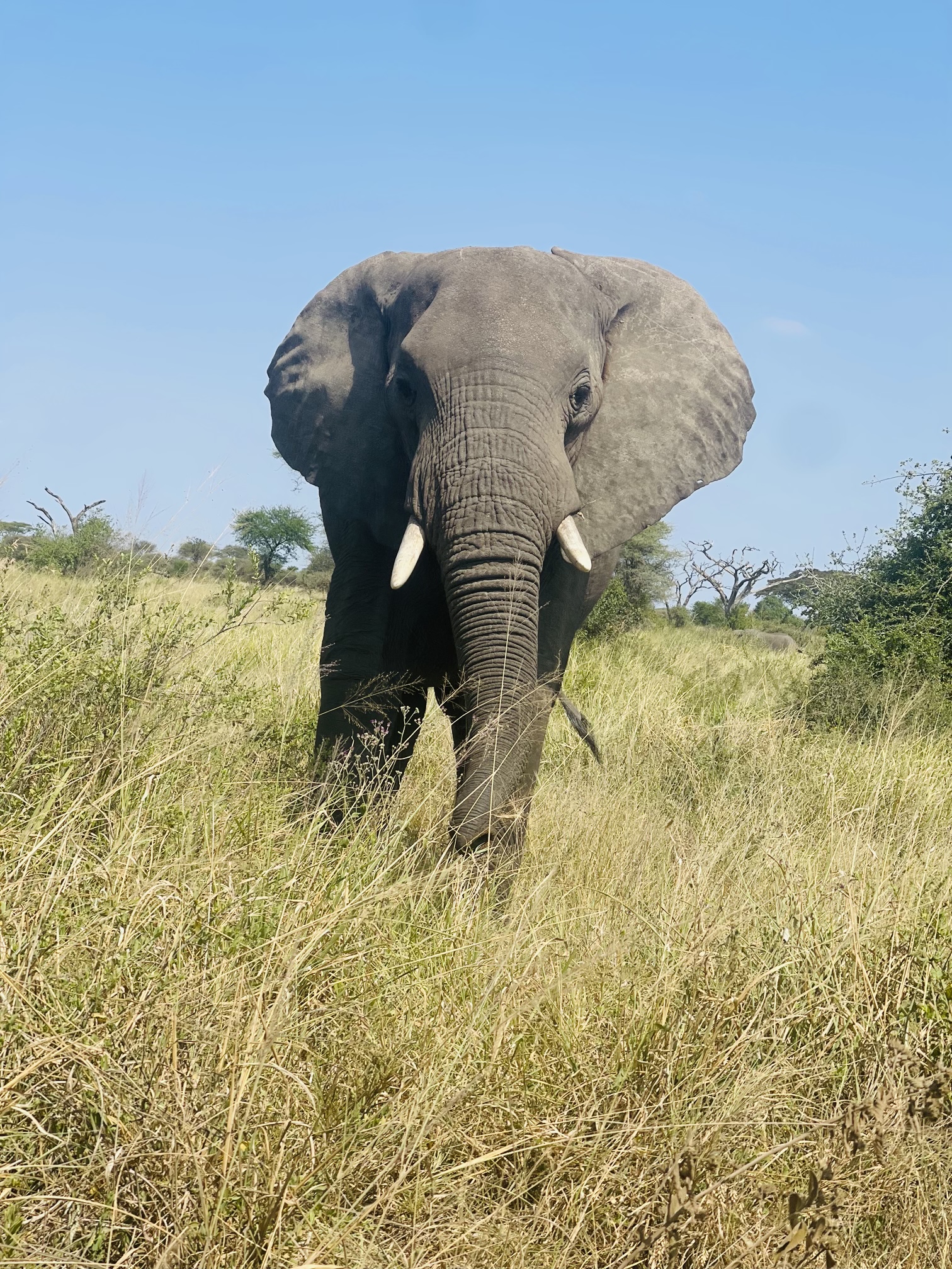 Image number 1 for Intimate 2-Day Big Five Safari – Camping Experience