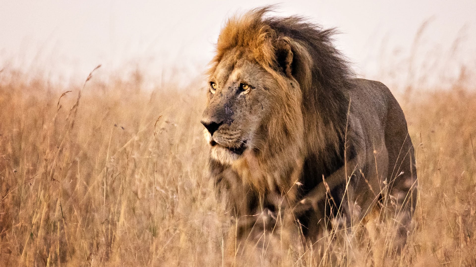 background image for - 8 Days Northern Parks Adventure Big Cats Safari