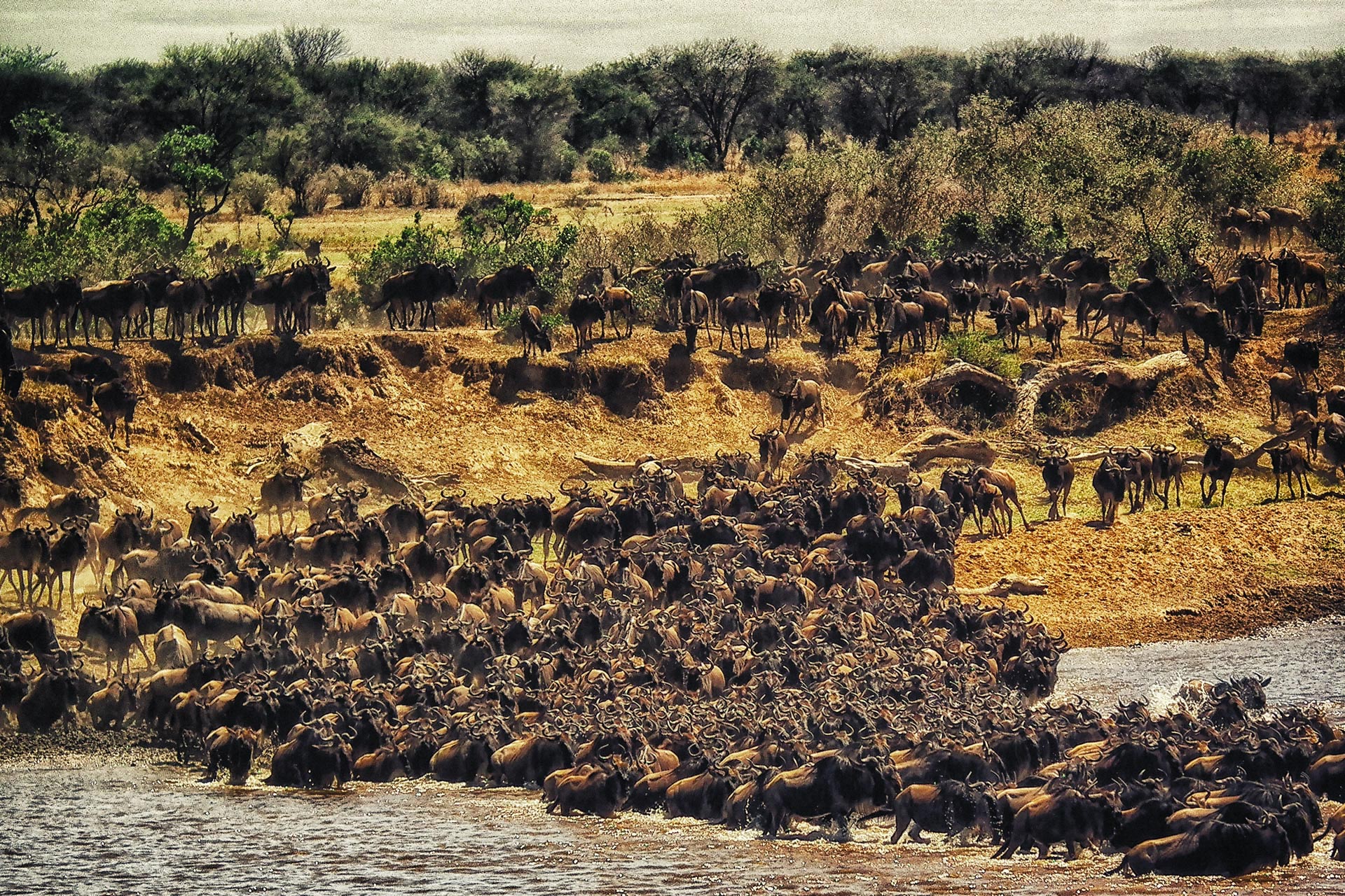 background image for - 8-Day Tanzania Migration Safari