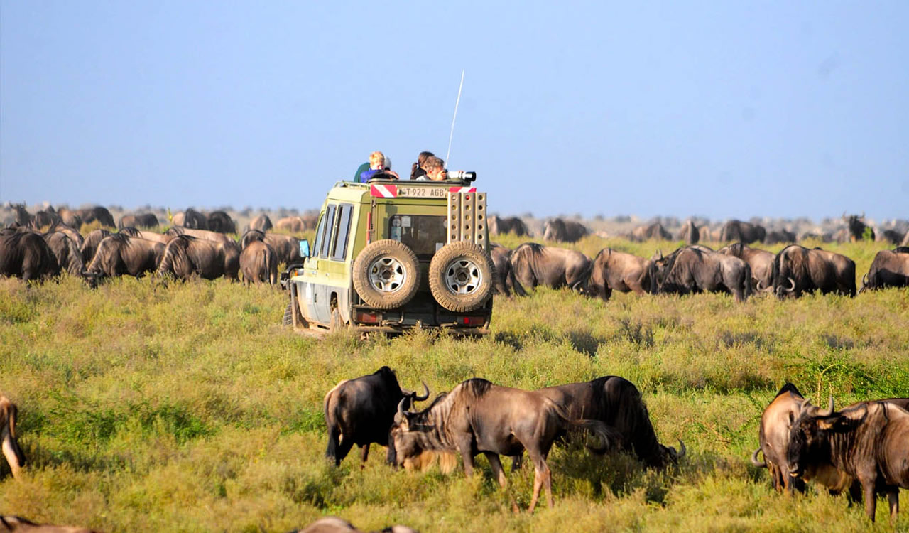 background image for - 3 Days Tanzania Migration Safari