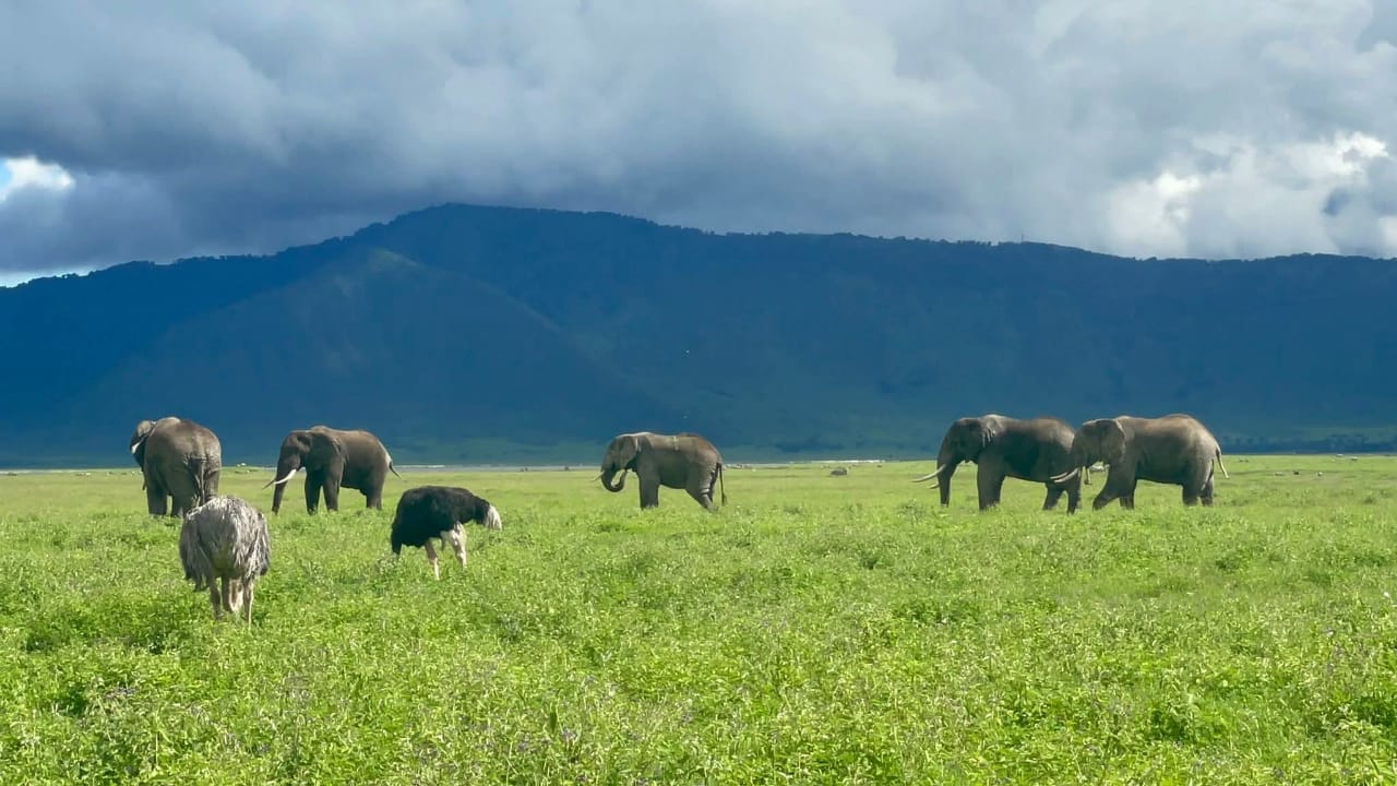 Image number 1 for Tanzania Safari: A Journey Into Africa’s Untamed Heart