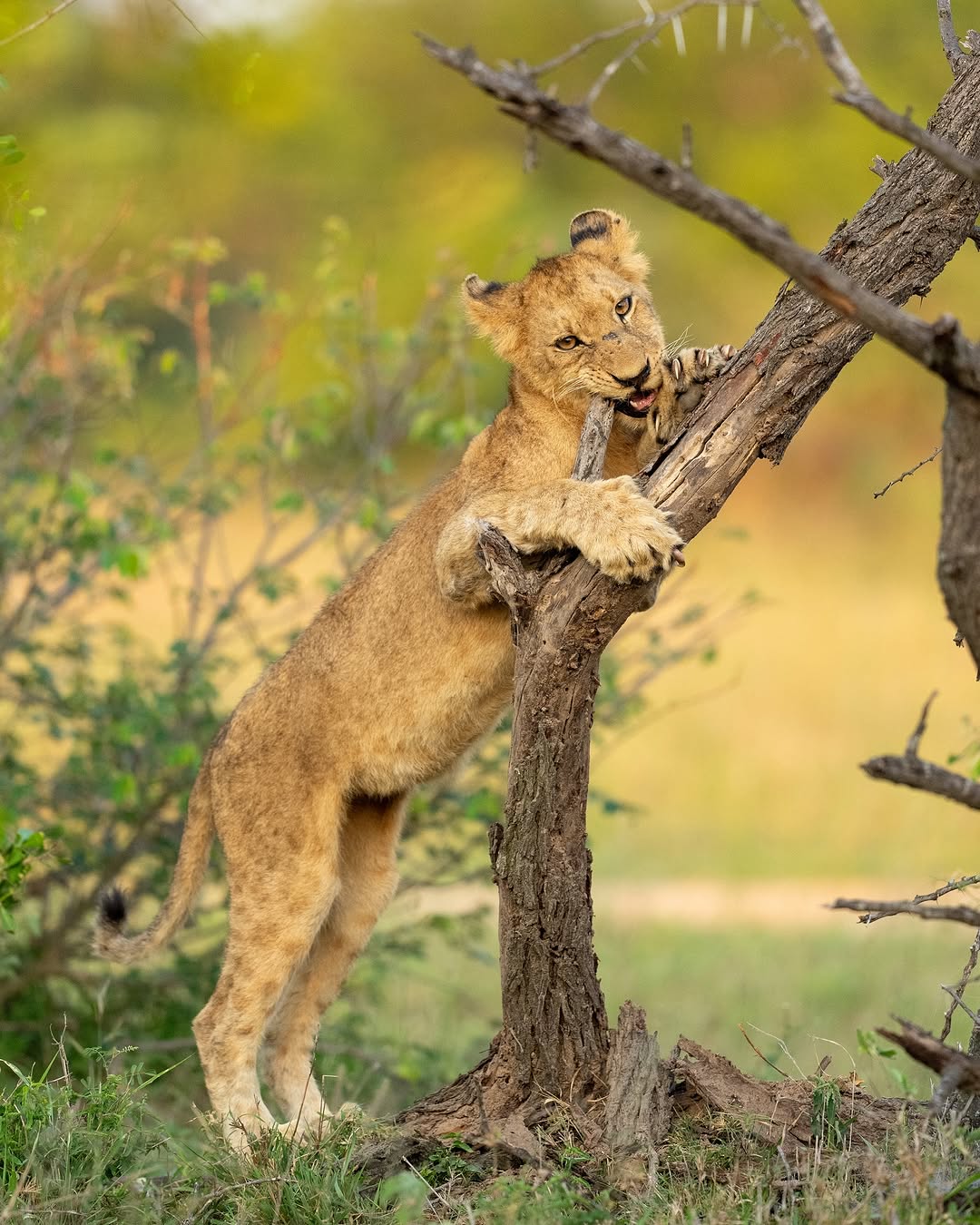 Image number 4 for Affordable Safari From Zanzibar-nyerere National Park