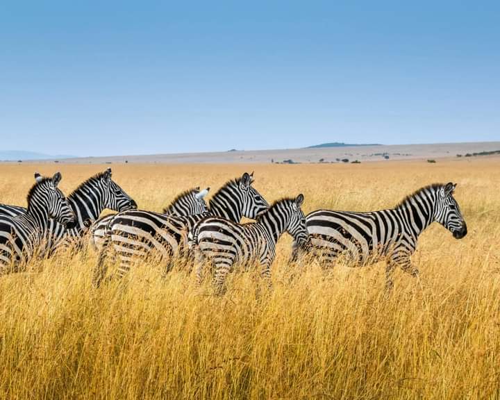 Image number 3 for The Ultimate 6-Day Safari: Aberdares To Masai Mara