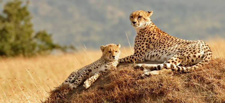 Image number 2 for  Masai Mara-Lake Nakuru-Amboseli