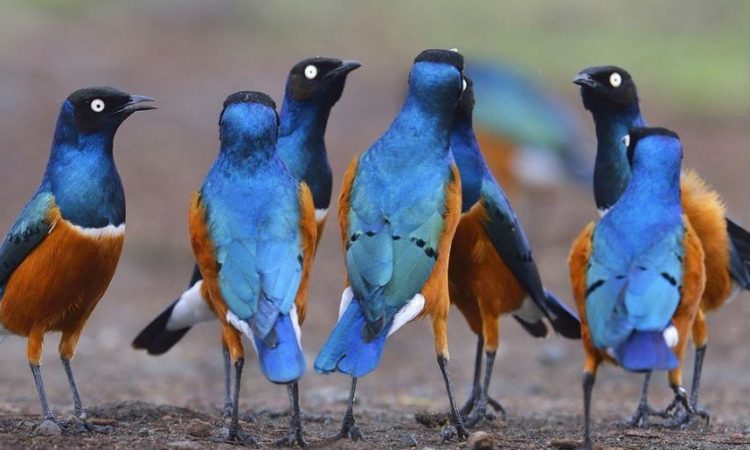 Image number 7 for Best Of Kenya In 7 Days – Group Safari To 4 Park