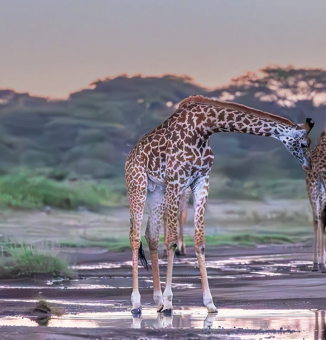 Image number 5 for Affordable Safari From Zanzibar-nyerere National Park